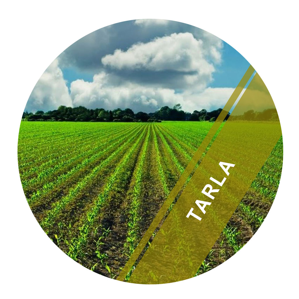 TARLA
